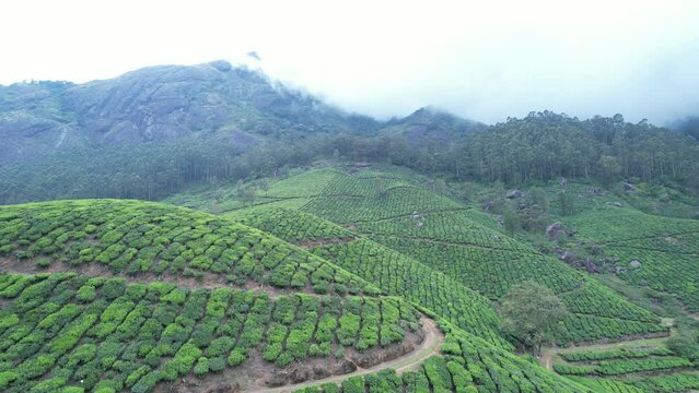 kerala god's own country    Munnar drone shot