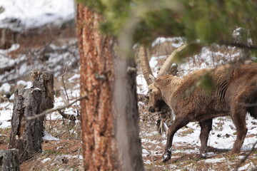 mountain goat in the mountains ibex steinbock