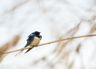 Barn swallow, Hirundo rustica. The bird sits on a reed.