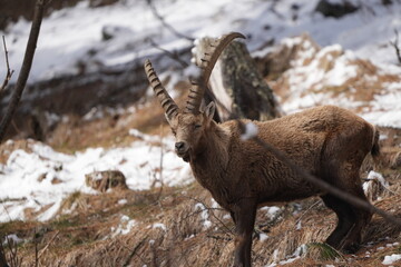 pontresina steinbock capricorn ibex staring into the camera with a background of snow