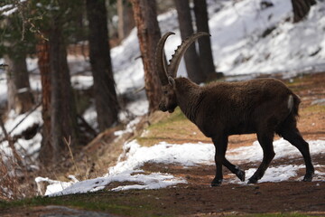 capricorn ibex steinbock pontresina graubuenden crossing the road with snow in the background,...