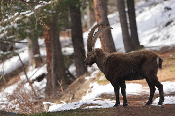capricorn ibex steinbock pontresina graubuenden crossing the road with snow in the background, staring into the camera