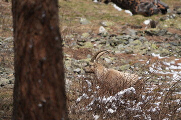 herd of steinbock capricorns grazing in Pontresina, Graubuenden, during summer. Ibex herd.