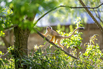 Monkey in the tree
