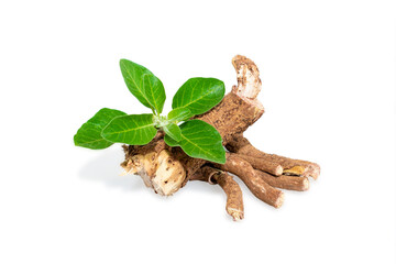 withania somnifera ( Ashwagandha) dried root, green leaves herbal plants. withania somnifera...