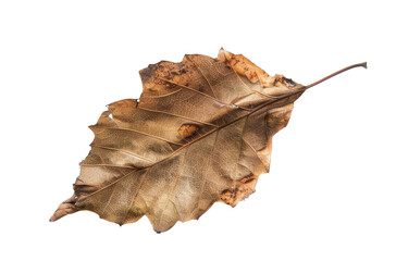 Brown dried oak leaf isolated on transparent background