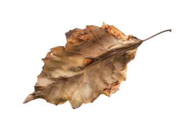 Brown dried oak leaf isolated on transparent background