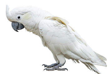 Elegant White Parrot Avian Beauty on Transparent Background