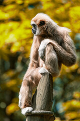 portrait de gibbon à mains blancs sur un assis poteau de profil