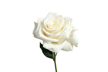 Pure White Rose Floral Elegance on Transparent Background