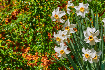 White tender May daffodils on a green orange lawn