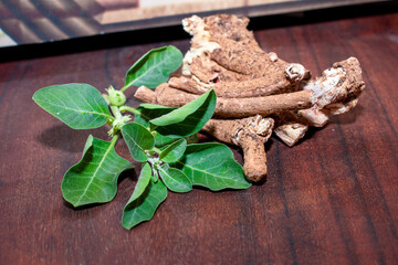 withania somnifera ( Ashwagandha) dried root, green leaves herbal plants. withania somnifera in...