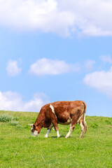 Milk cow grazing freely on green grass pasture, blue sky in the background, organic milk, copy space.