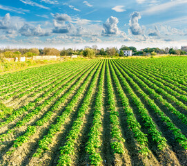 beautiful farmland landscape with green rows of potato and vegetables on a spring or summer farm field and nice blue cloudy sky on background