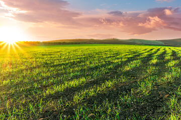 spring rustic landscape in a beautiful green farm field with rows of fresh green plants and farmland hills on backdrop