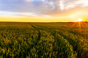 summer wheat field with beautiful cloudy  sunset or sunrise on background.
