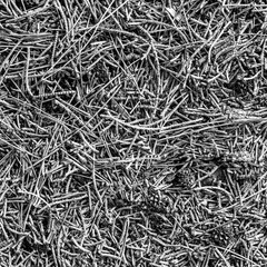 fall gray lying pine needles season background, autumn nature black and white texture of a ground, fallen monochrome pine-needles backdrop