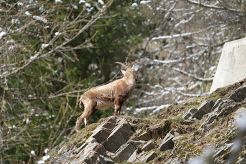 herd of steinbock capricorns grazing in Pontresina, Graubuenden, during summer. Ibex herd.