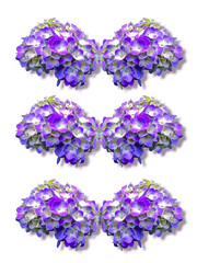 Purple hydrangea flowers isolated on white background. Floral design element.