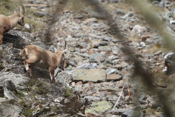 herd of steinbock capricorns grazing in Pontresina, Graubuenden, during summer. Ibex herd.