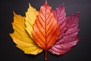 Autumn Leaf Gradient Colors: Mesmerizing Change in Leaf Hues