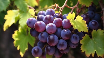 Ripe bunch of grapes growing on a grape bush