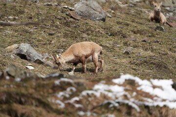 herd of steinbock capricorns grazing in Pontresina, Graubuenden, during summer. Ibex herd.