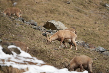 herd of steinbock capricorns grazing in Pontresina, Graubuenden, during summer. Ibex herd.