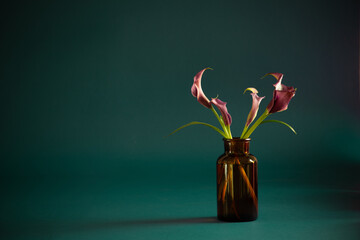 purple calla lily in vase on dark background - 794954840