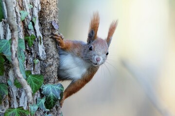 The squirrel, with its bushy tail and quick movements, scampers among trees, gathering nuts with...