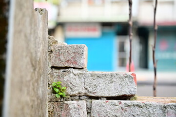 On a morning day, a close-up captures a green plant growing on a weathered brick wall with cement patches, with a blurred background of shops across the street yet to open for business.