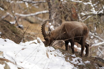 herd of steinbock capricorns grazing in Pontresina, Graubuenden, during summer. Ibex herd.
