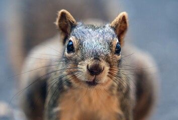 Squirrels are agile mammals with bushy tails, known for their acrobatics, foraging habits, and...