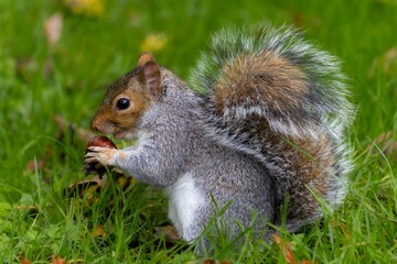 The squirrel, with its bushy tail and nimble movements, scurries among trees, gathering nuts with...