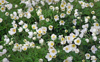 delicate flowers of white anemones in the garden. spring flowers background. selective focus