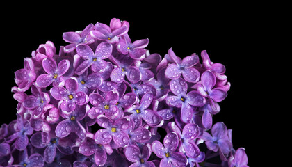 lilac flowers in drops of water isolated on black. close up - obrazy, fototapety, plakaty