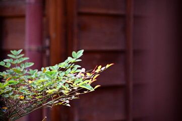 Close-up of Heavenly Bamboo outside a Japanese wooden house during the day. Sunlight illuminates...