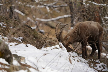 herd of steinbock capricorns grazing in Pontresina, Graubuenden, during summer. Ibex herd.