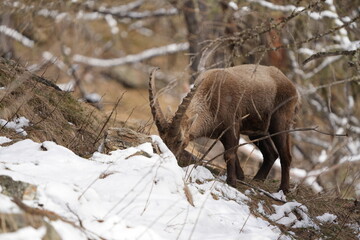 herd of steinbock capricorns grazing in Pontresina, Graubuenden, during summer. Ibex herd.