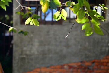 Sunlight through spring leaves against a patched brick wall, symbolizing vitality and time's...