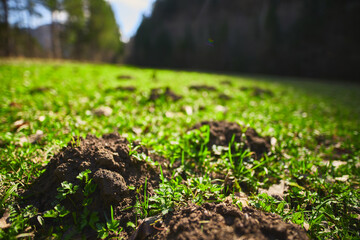 The Aftermath of Moles: A Lawn Pockmarked with Hills