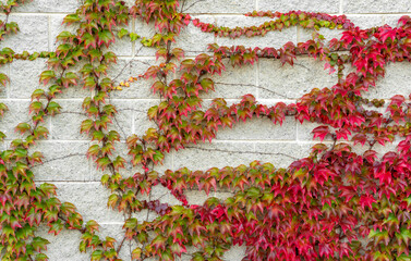 Ivy hedera branch with red leaves on brick wall