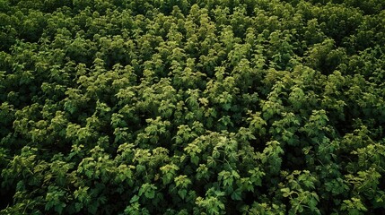 Growing soybeans in a green agricultural field