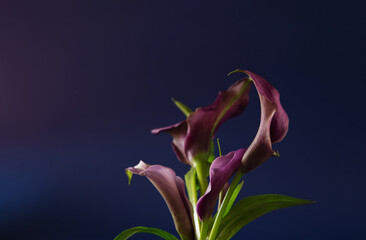 purple calla lily on dark background close up - 794959823