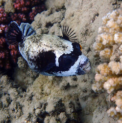 masked puffer fish