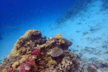Naklejka na ściany i meble nice coral reef in the Egypt, Safaga