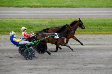 Racing horses trots and rider on a track of stadium. Competitions for trotting horse racing. Horses compete in harness racing. Horse runing at the track with rider.

