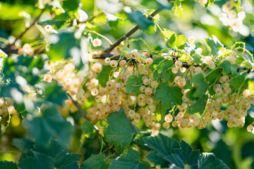 White currant berries ripening on the branch on sunny summer day. - 794961247