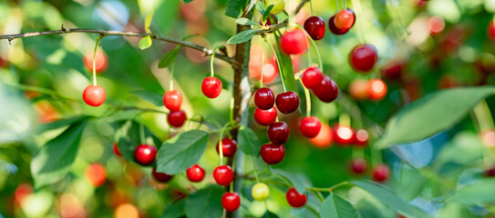 Ripening cherry fruits hanging on a cherry tree branch. Harvesting berries in cherry orchard on...