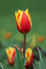 Red and yellow tulip flower